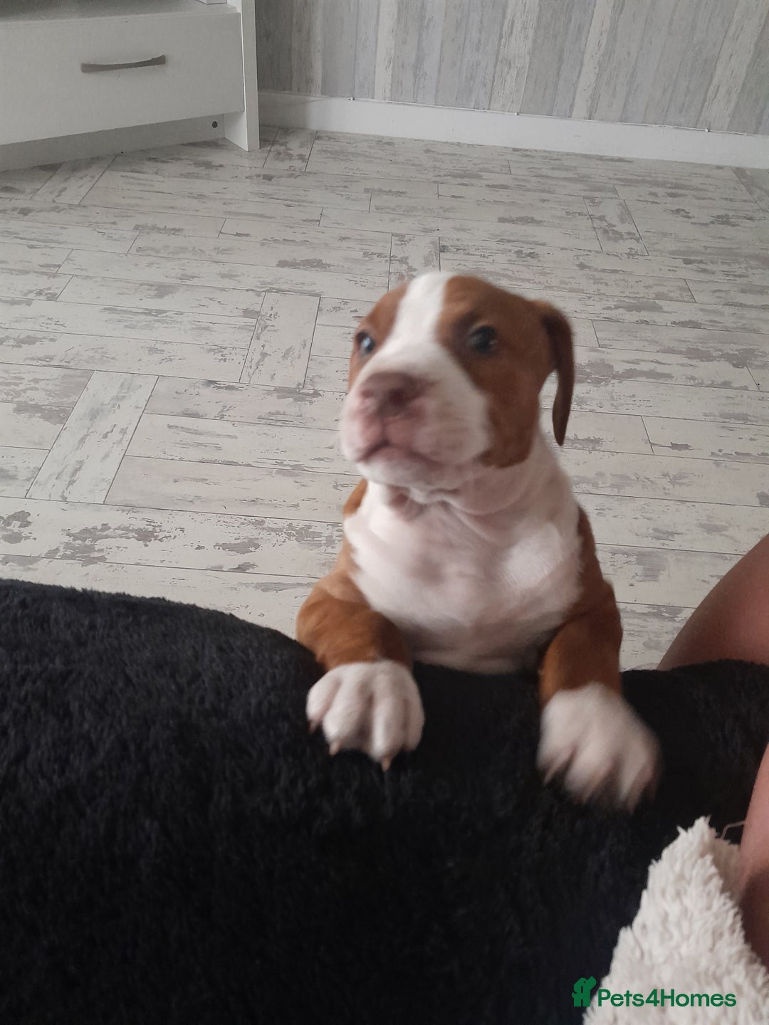 American Bull Staffy dogs for sale: Exceptional  - Image 4