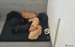 Labrador Retriever dogs for sale: Labrador puppies  - Image 10