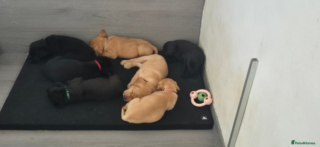 Labrador Retriever dogs for sale: Labrador puppies  - Image 10