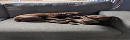 Patterdale Terrier dogs for sale: Patterdales for Rehoming  - Advert 2