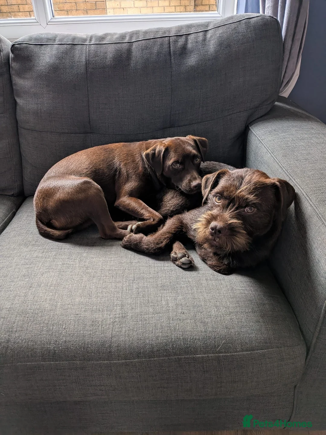 Patterdale Terrier dogs for sale: Patterdales for Rehoming  - Advert 2