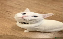 Mixed Breed cats for sale: Mr Blue for Sale - Image 4