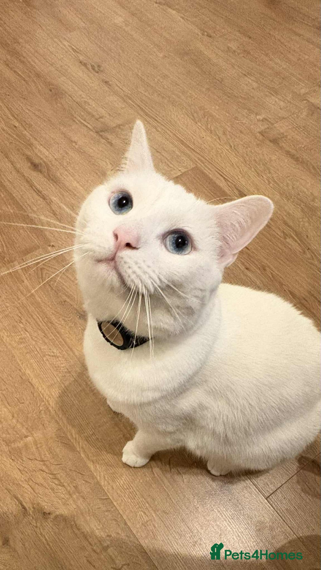 Mixed Breed cats for sale: Mr Blue for Sale - Image 4