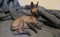 Sphynx cats for sale: Sphynx Kitten Ready for a Rehome! Millie Brooks - Image 9