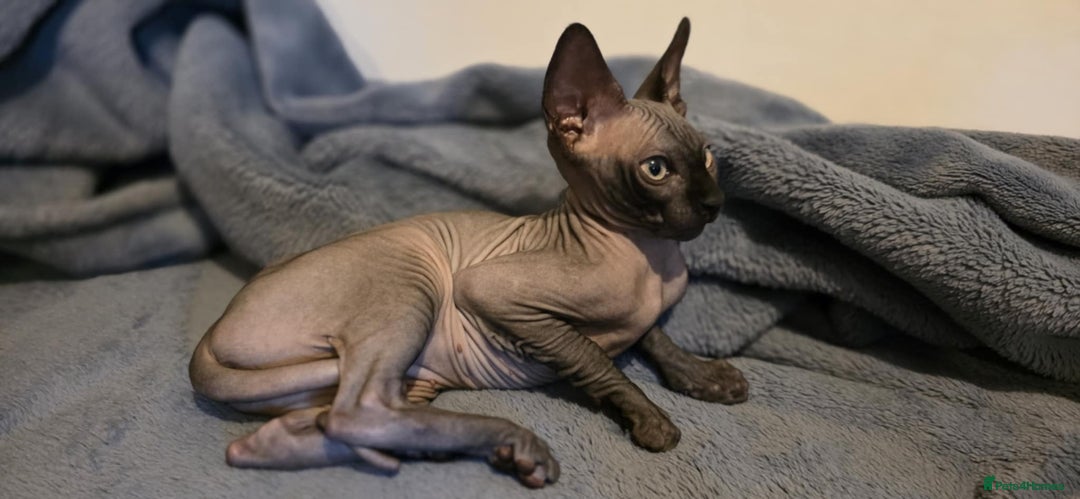 Sphynx cats for sale: Sphynx Kitten Ready for a Rehome! Millie Brooks - Image 9