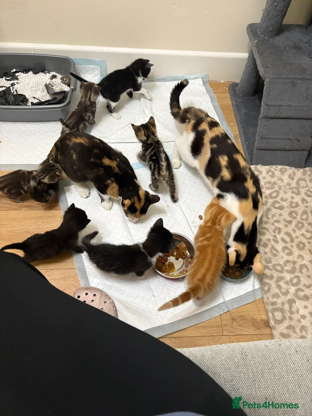 Mixed Breed cats for sale: 5 kittens for sale in Leeds - Advert 1