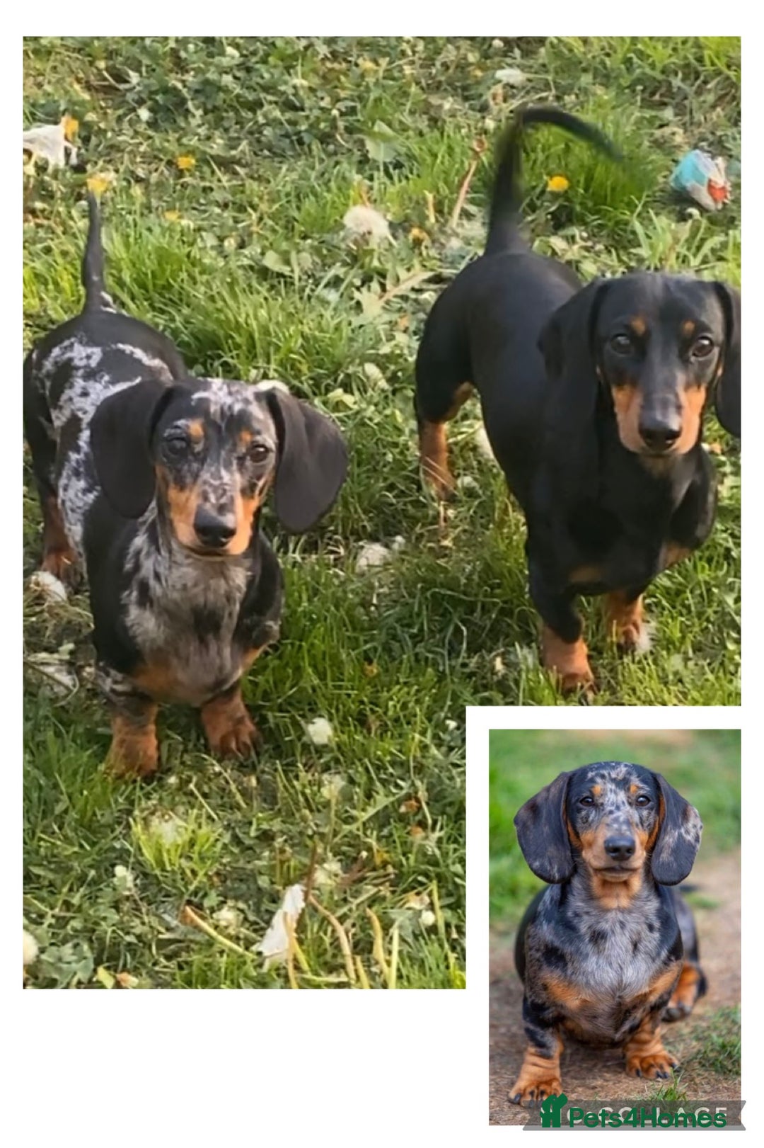 Miniature Dachshund dogs for sale: ✨ Gorgeous Miniature Dachshund Puppies ✨ - Image 11