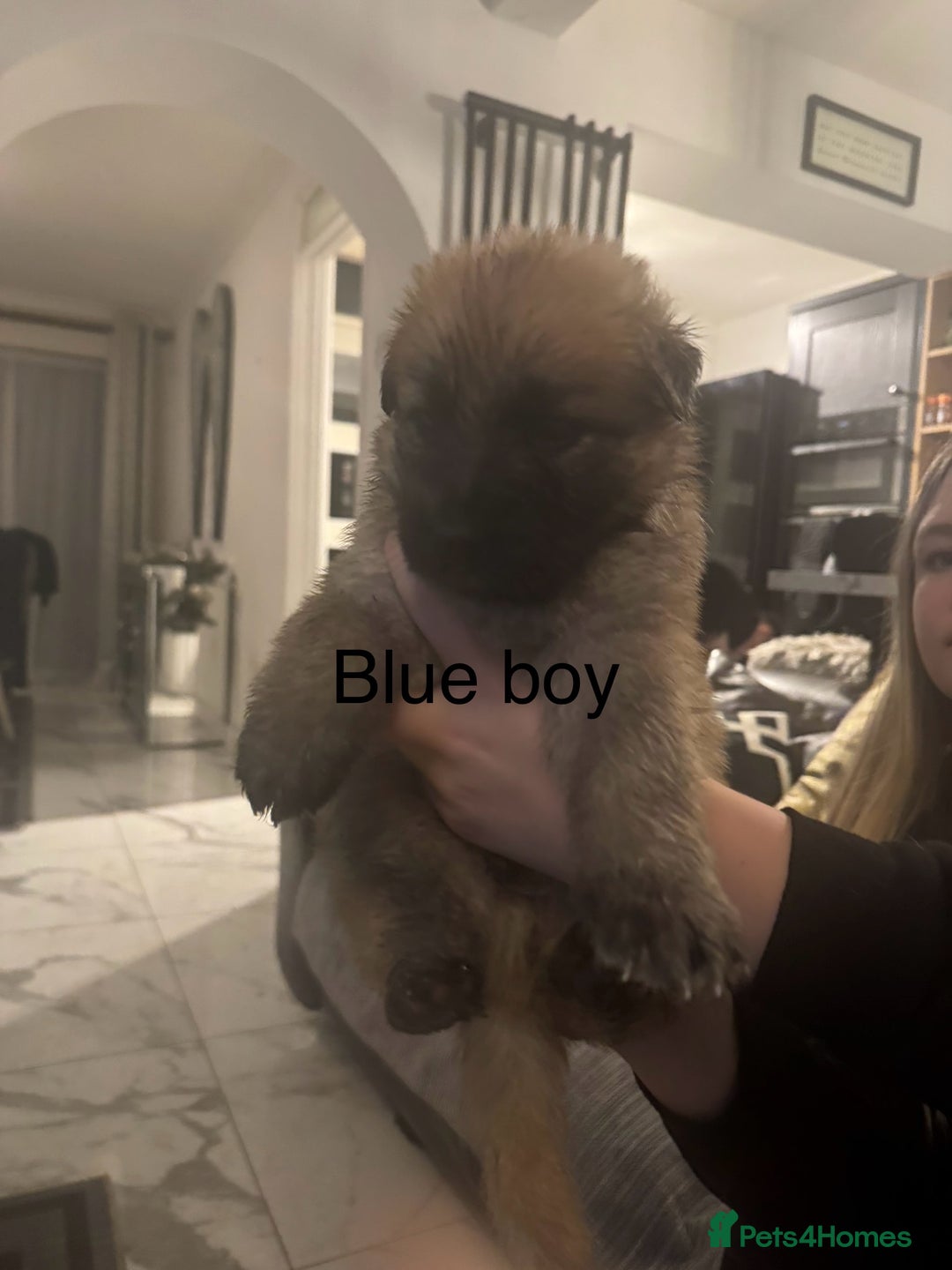 German Shepherd dogs for sale: Long haired German shepherd puppies  - Advert 13