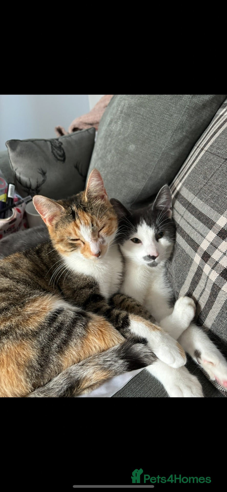 Mixed Breed cats Beautiful tabby kittens - Advert 2