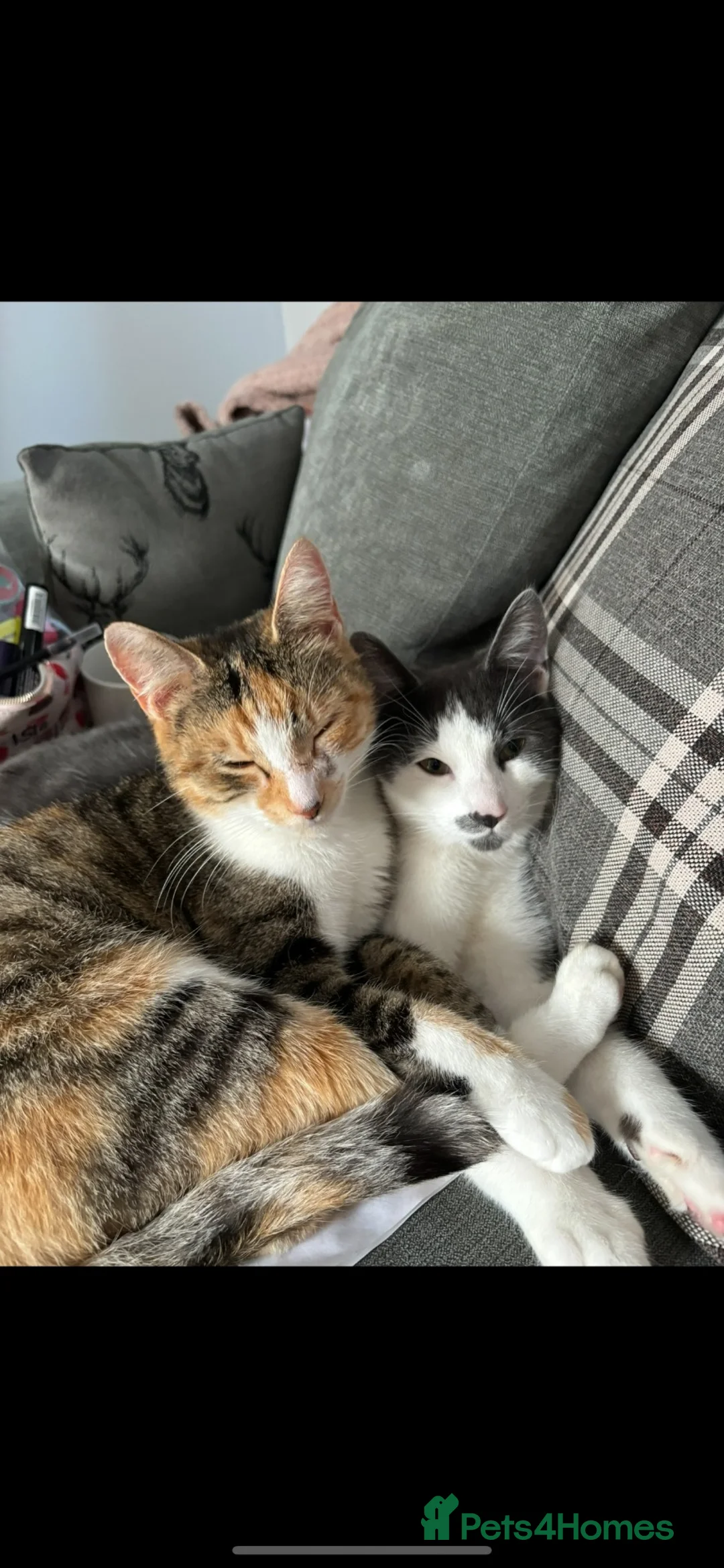 Mixed Breed cats for sale: Beautiful tabby kittens - Advert 2