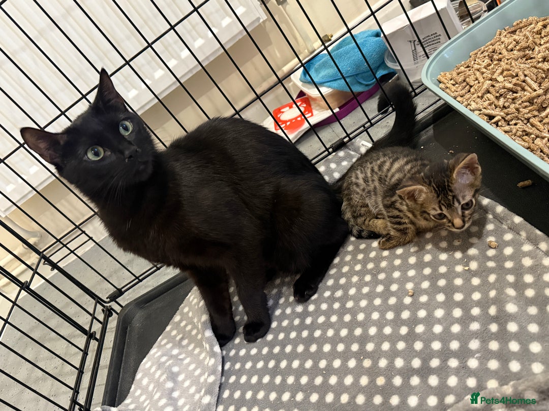 Bengal cats for sale: 1 (Left) Beautiful Bengal x Siamese kittens  in Sudbury - Image 6