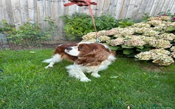Cavalier King Charles Spaniel dogs for sale: Darcy  - Image 2