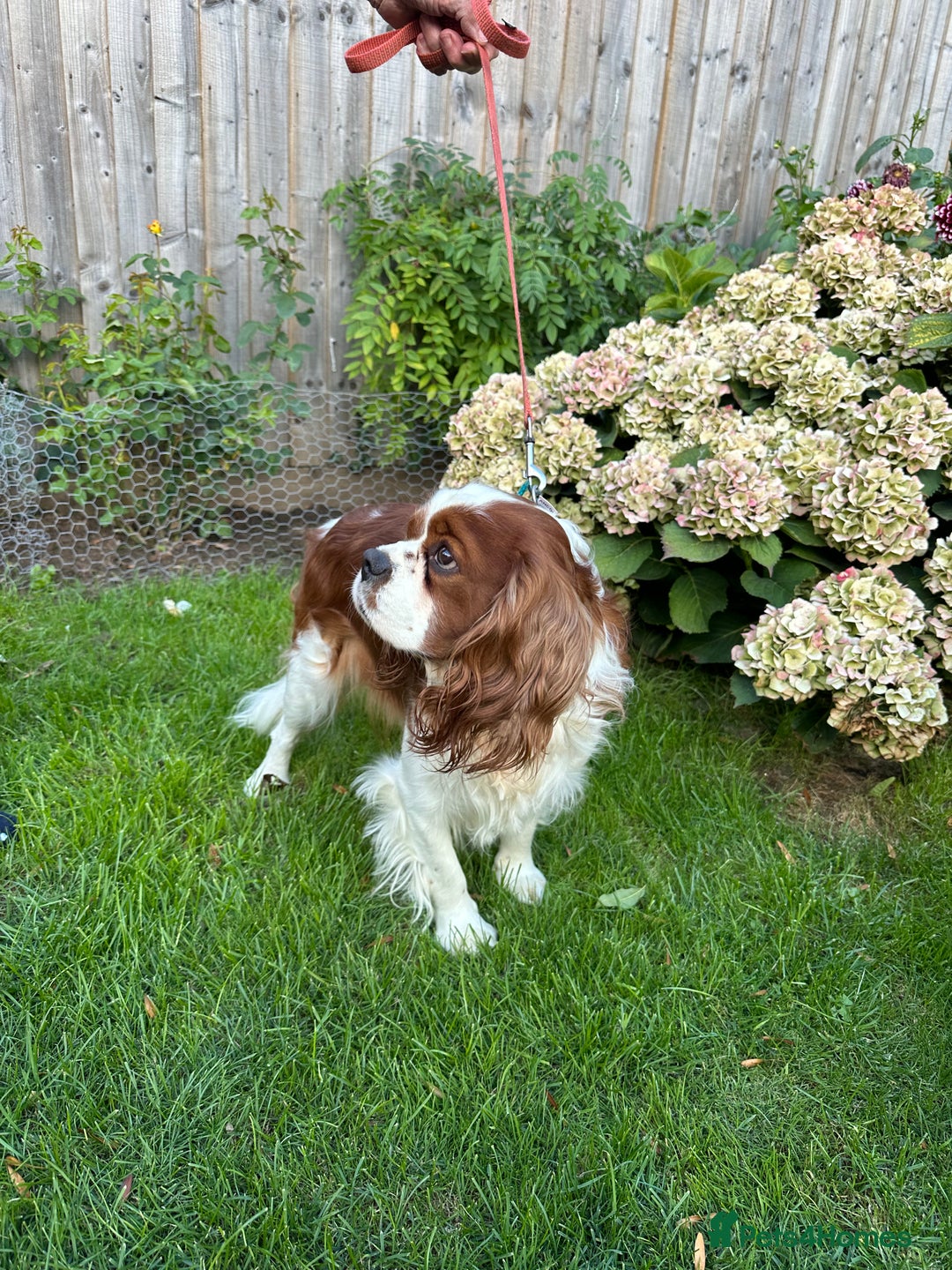 Cavalier King Charles Spaniel dogs for sale: Darcy  - Image 2