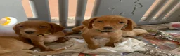 Cockerdor dogs for sale: Fox red Cockerdor pups 🐶 - Advert 13