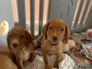 Cockerdor dogs Fox red Cockerdor pups 🐶 - Advert 1
