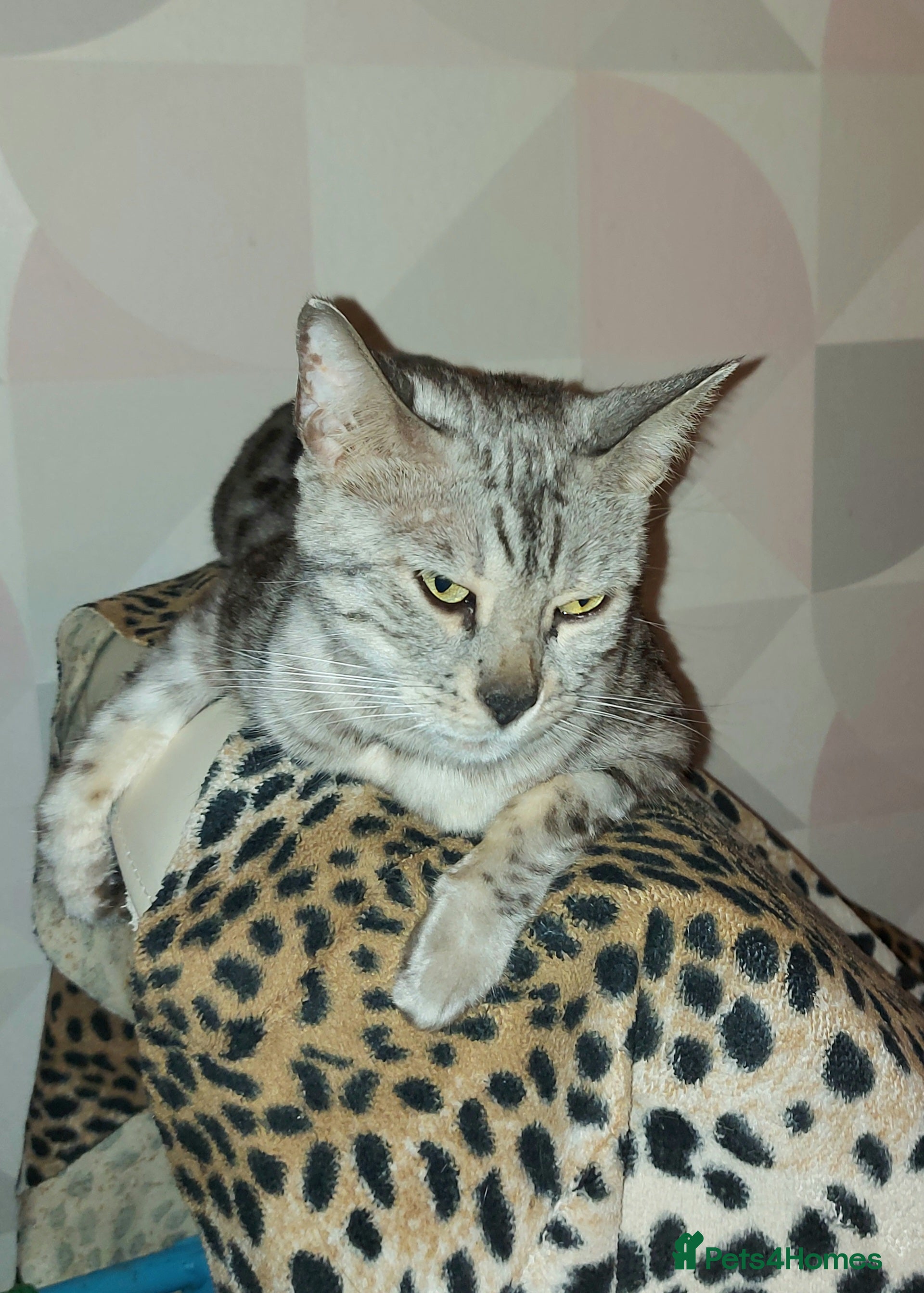 Bengal cats 2 Bengal Type Boys – Ready Now - Advert 14