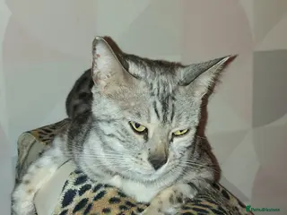 Bengal cats 2 Bengal Type Boys – Ready Now - Advert 14