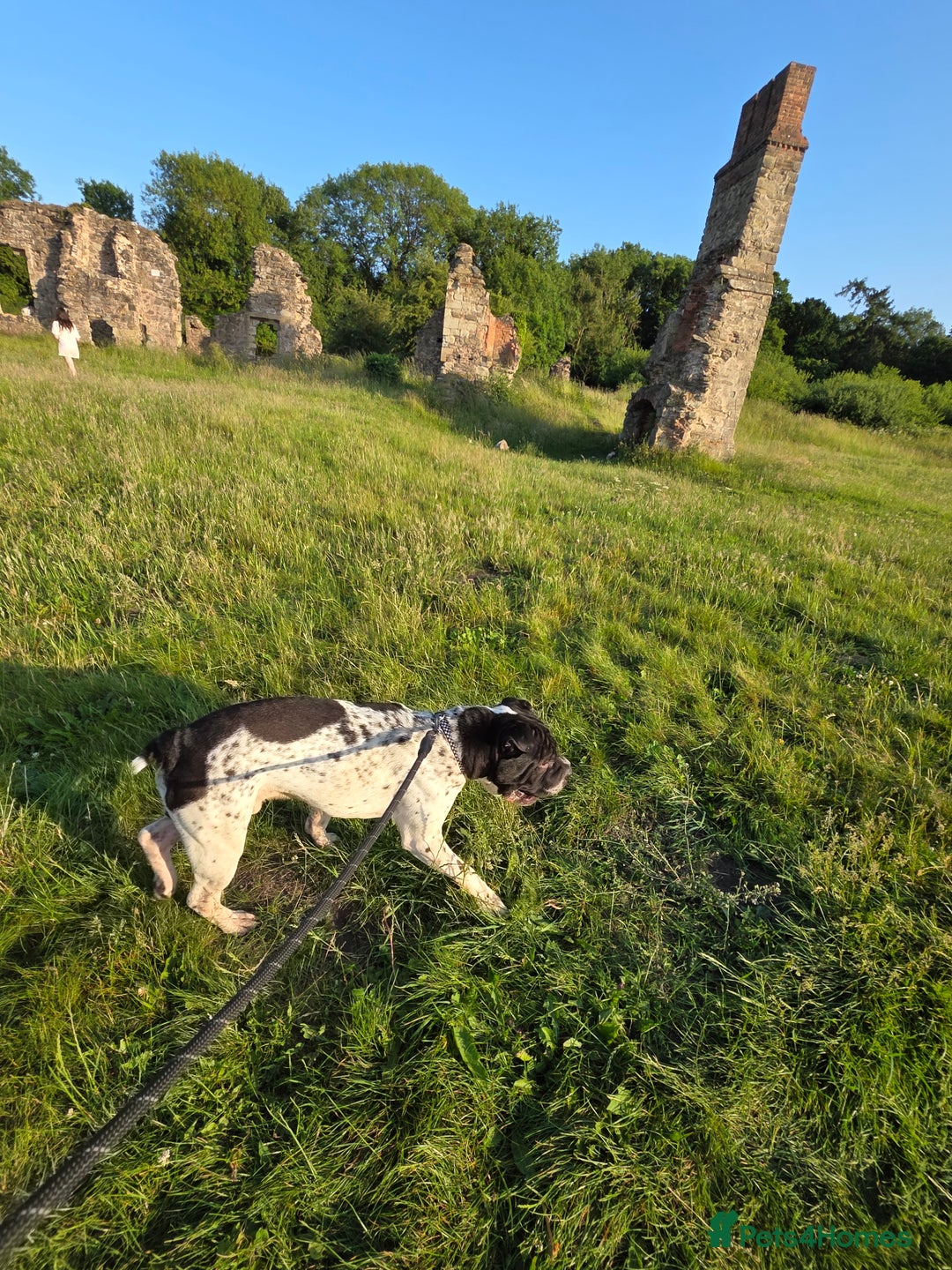 Mixed Breed dogs for sale: Sharpei cross breed - Advert 3