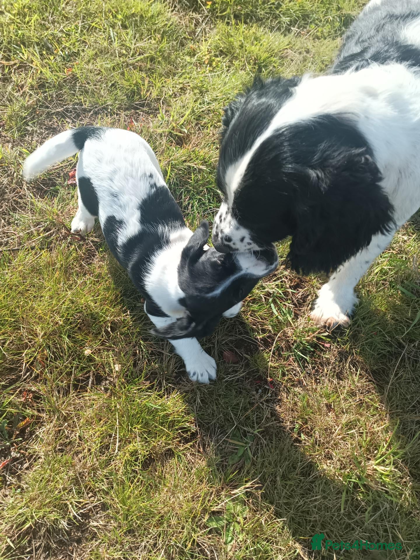 Sprocker dogs Quality Spaniels  - Advert 2