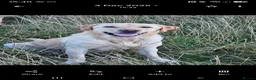 Labrador Retriever dogs for sale: Full grown yellow male labrador - Advert 3