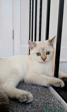 Scottish Fold cats Pedigree Scottish Straight Kitten-TICA Registered - Advert 1