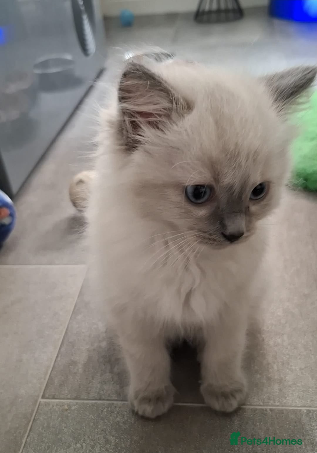 Ragdoll cats for sale: 2 male Blue point Ragdoll kittens available now - Image 4