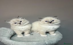 Ragdoll cats for sale: Registered Ragdolls kittens for sale - Image 30
