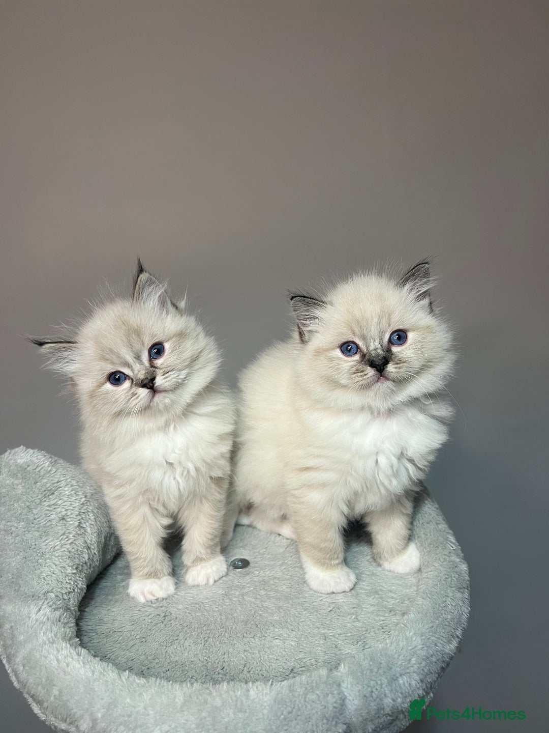 Ragdoll cats for sale: Registered Ragdolls kittens for sale - Image 30