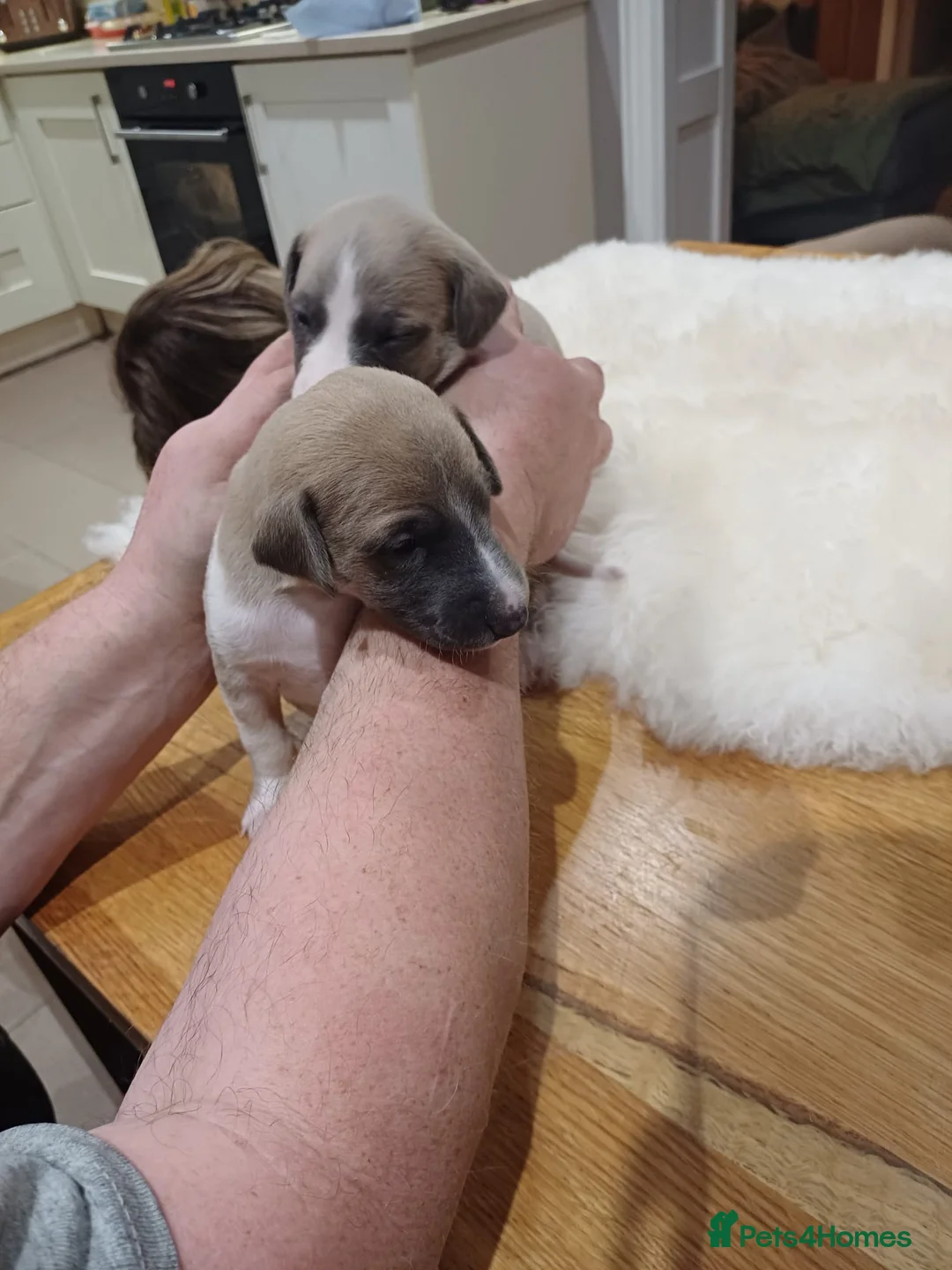 Whippet dogs for stud: Blue Fawn Proven Stud  - Advert 11