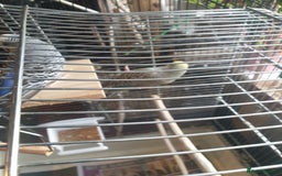 Budgerigars birds for sale: Budgies  - Image 3