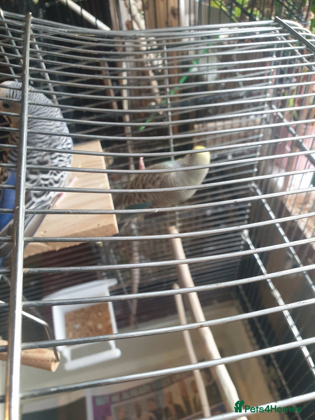 Budgerigars birds for sale: Budgies  - Image 3