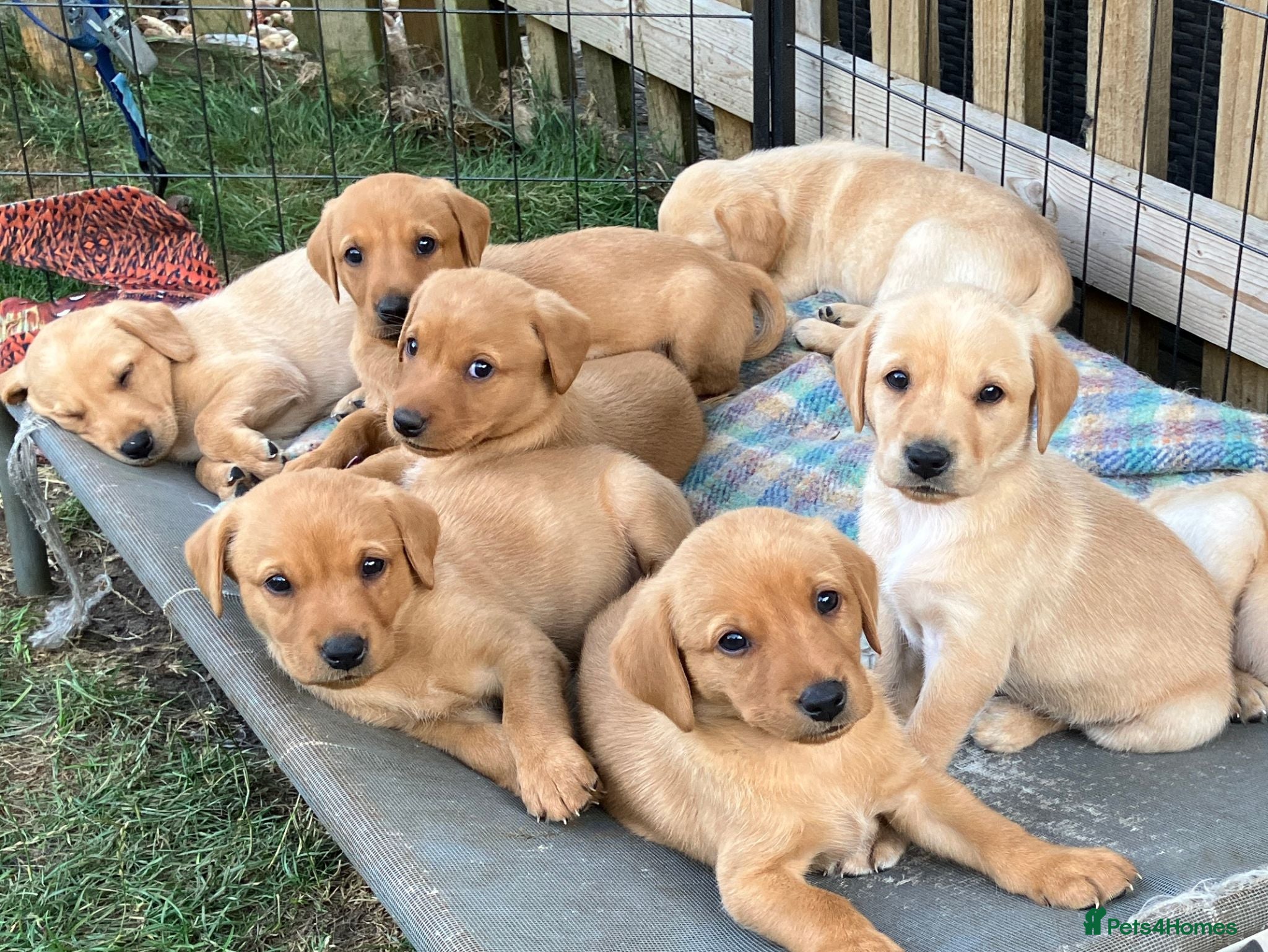 Labrador Retriever dogs Working Labrador Pubs - Advert 1