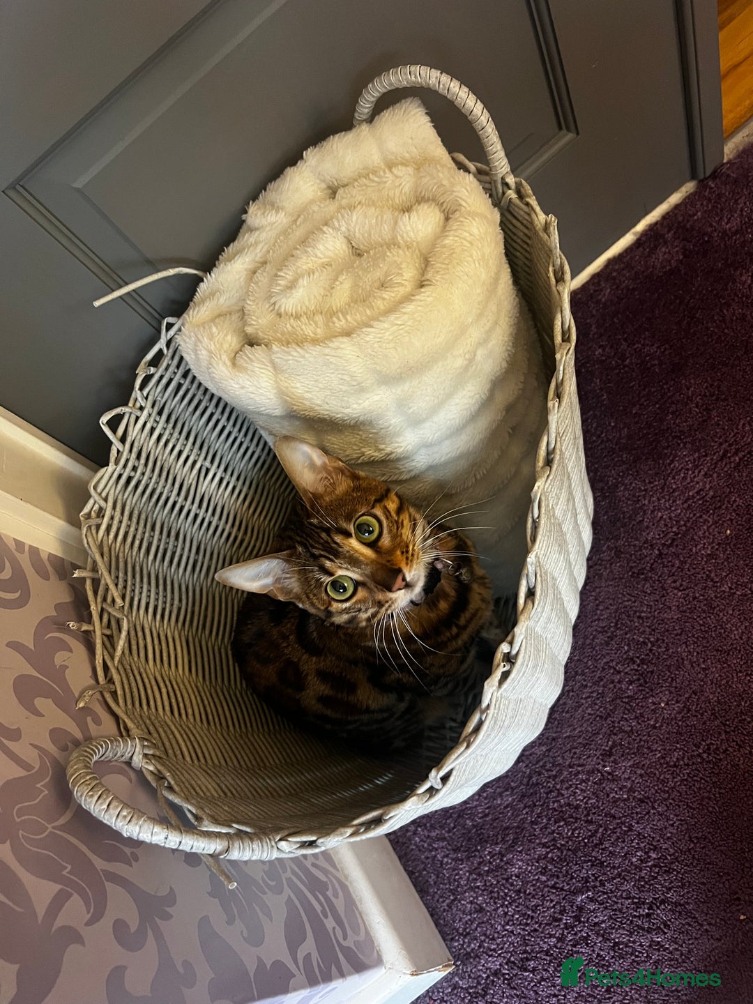 Bengal cats for sale: 1 year old female Bengal - Advert 3