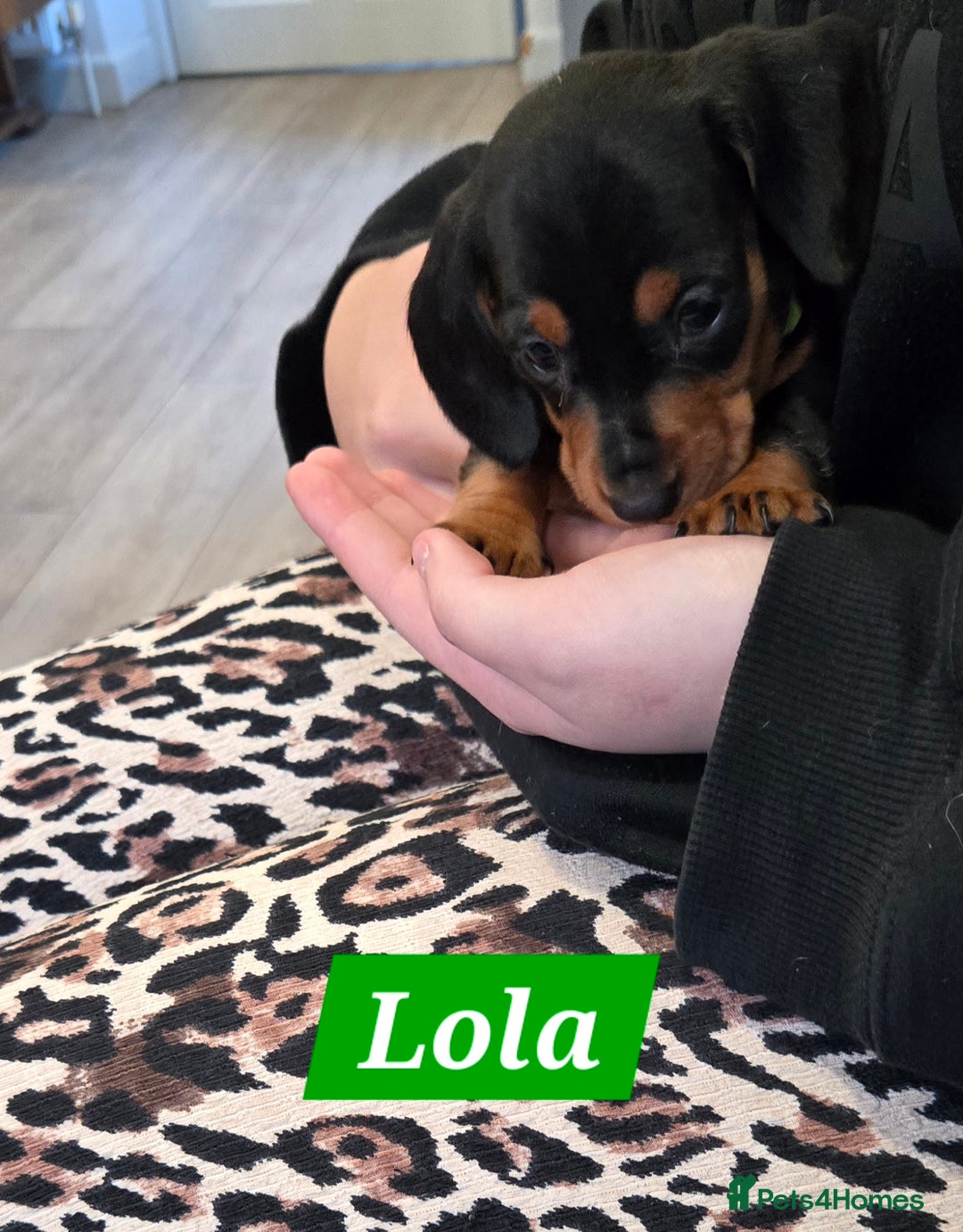 Dachshund dogs for sale: Beautiful Daxis - Advert 6