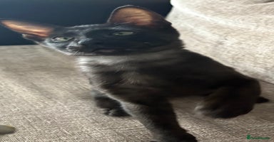 Serengeti cats - Advert 12