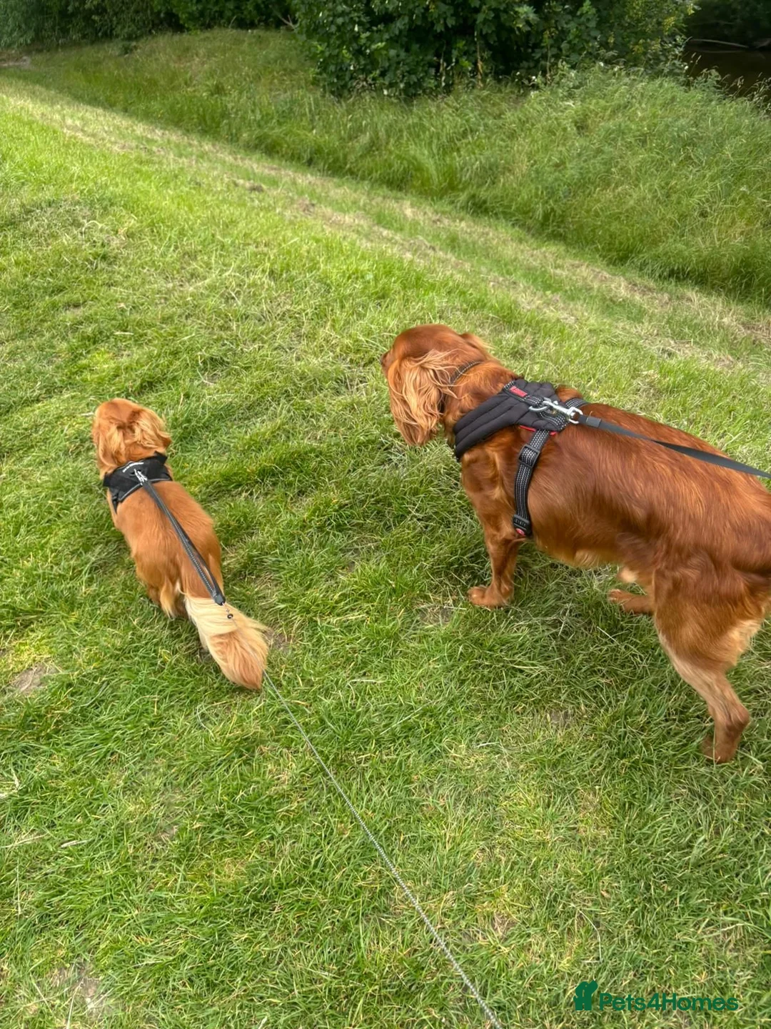 Miniature Dachshund dogs for stud: Stud dog - Advert 3