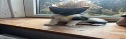 Mixed Breed cats for sale: Adorable kittens for sale  - Advert 7