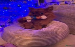 Pomeranian dogs for sale: Adorable 2 Year Old pomeranian  - Image 1