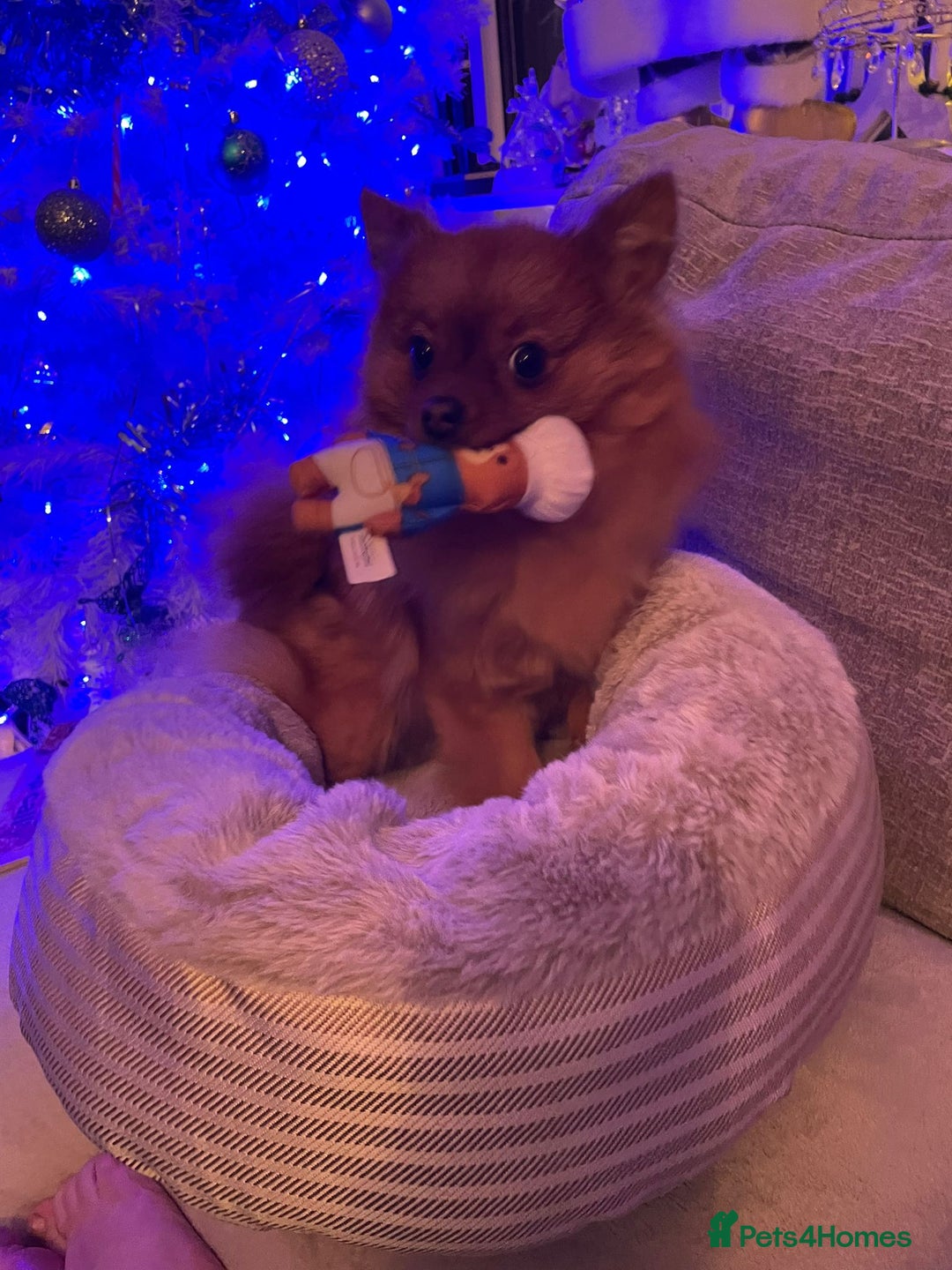 Pomeranian dogs for sale: Adorable 2 Year Old pomeranian  - Image 1
