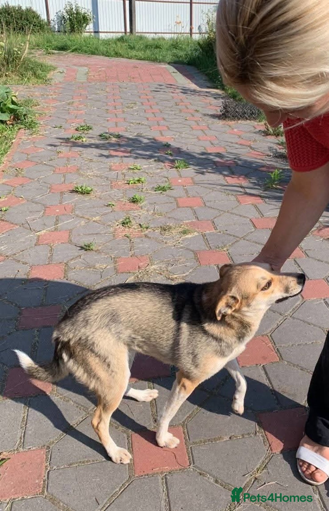 Mixed Breed dogs for adoption: ❤️ Lolly❤️- 1.5-year-old small gentle girl  - Advert 15