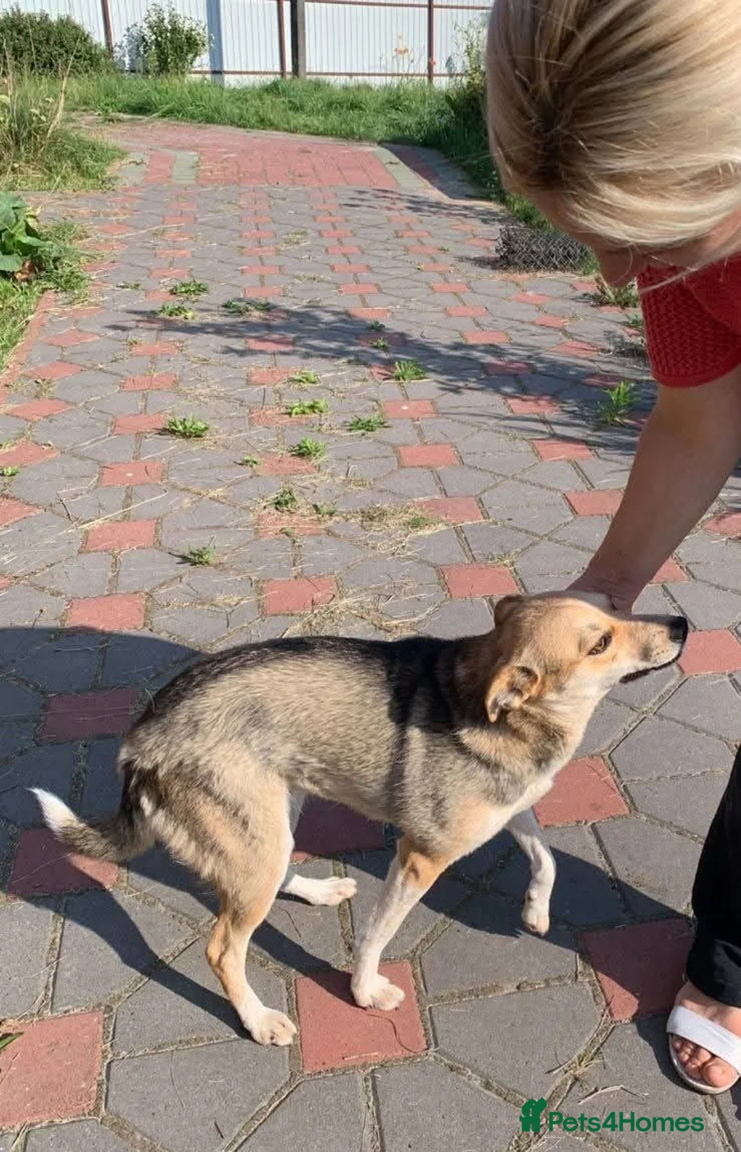 Mixed Breed dogs for adoption: ❤️ Lolly❤️- 1.5-year-old small gentle girl  - Advert 15