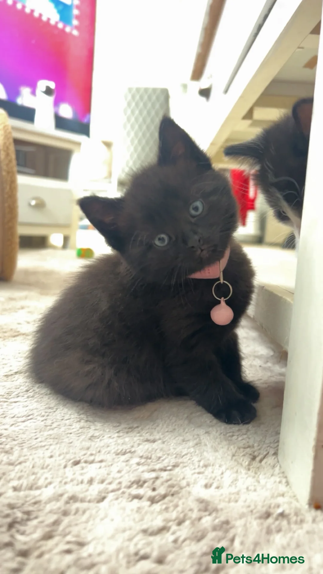 Domestic Shorthair cats for sale: 3 kittens for sale  in Corby - Advert 10