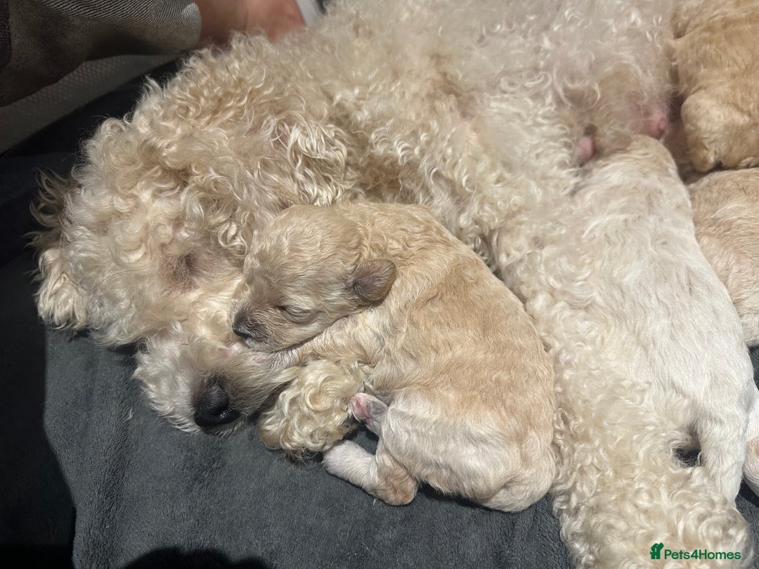 Mixed Breed dogs for sale: Beautiful bichion x Maltese babies  - Advert 1