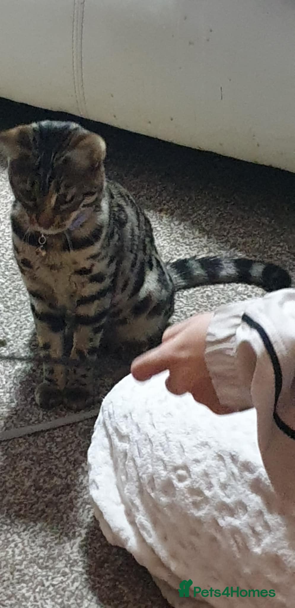 Mixed Breed cats 5 bendal kittens 1 girl 4 boys different colours  - Advert 1