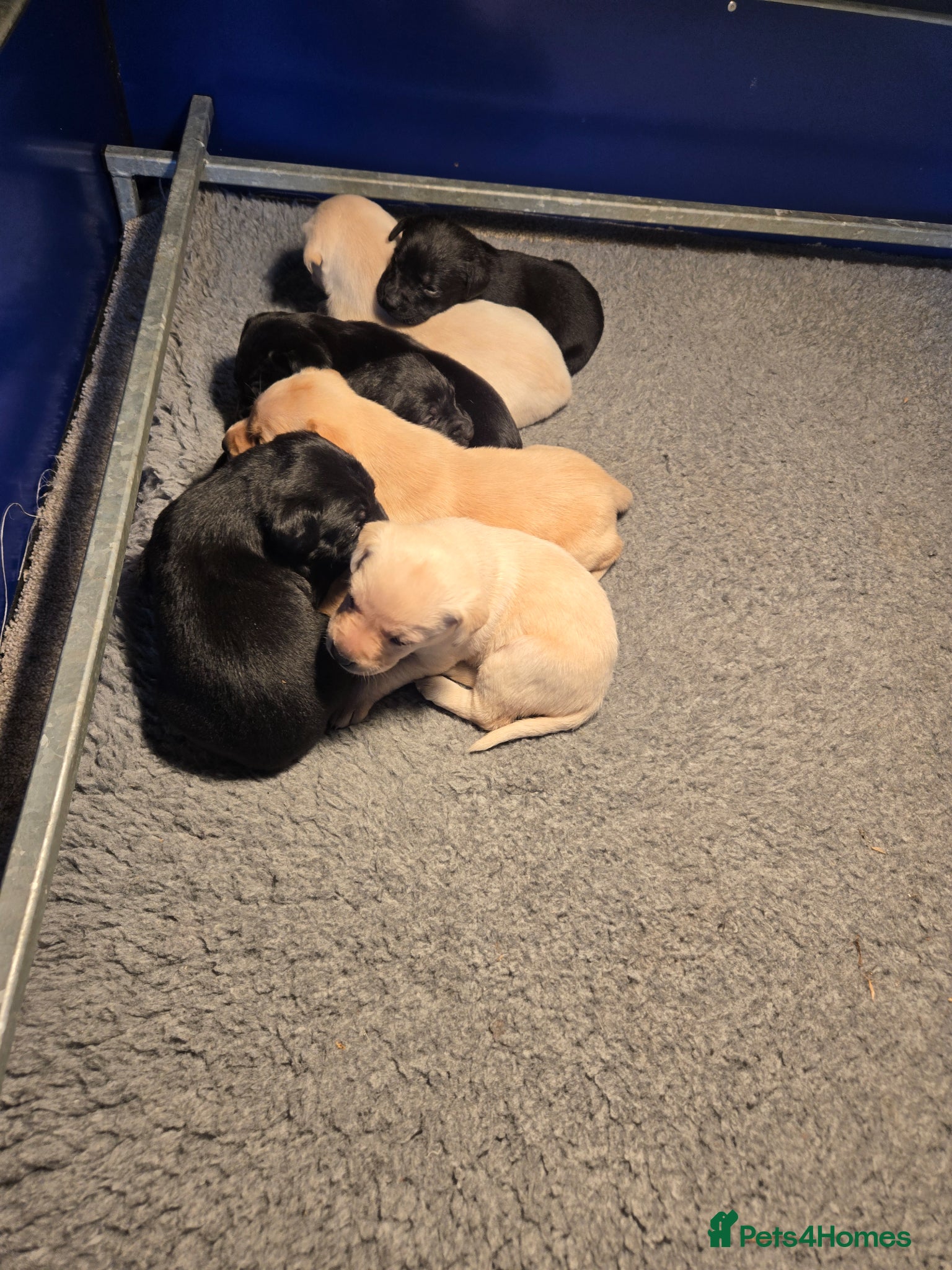 Labrador Retriever dogs Kc Registered Lab Pups - Advert 2