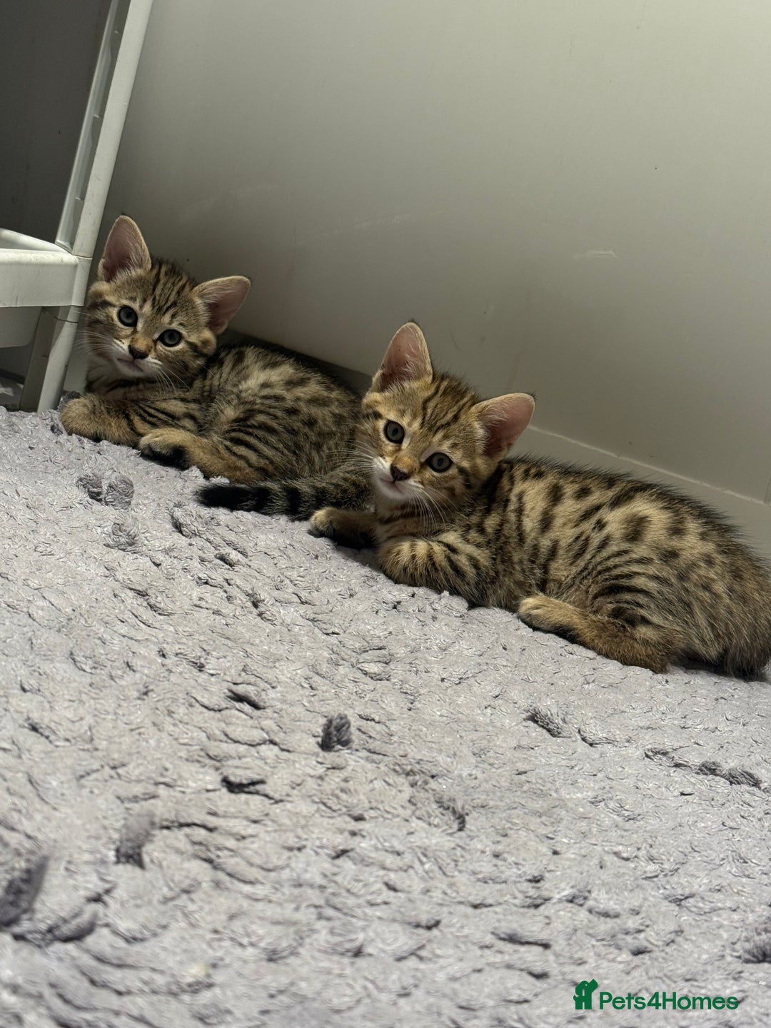 Bengal cats for sale: Four Adorable Half-Bengal Kittens for Sale 🐾 - Image 8