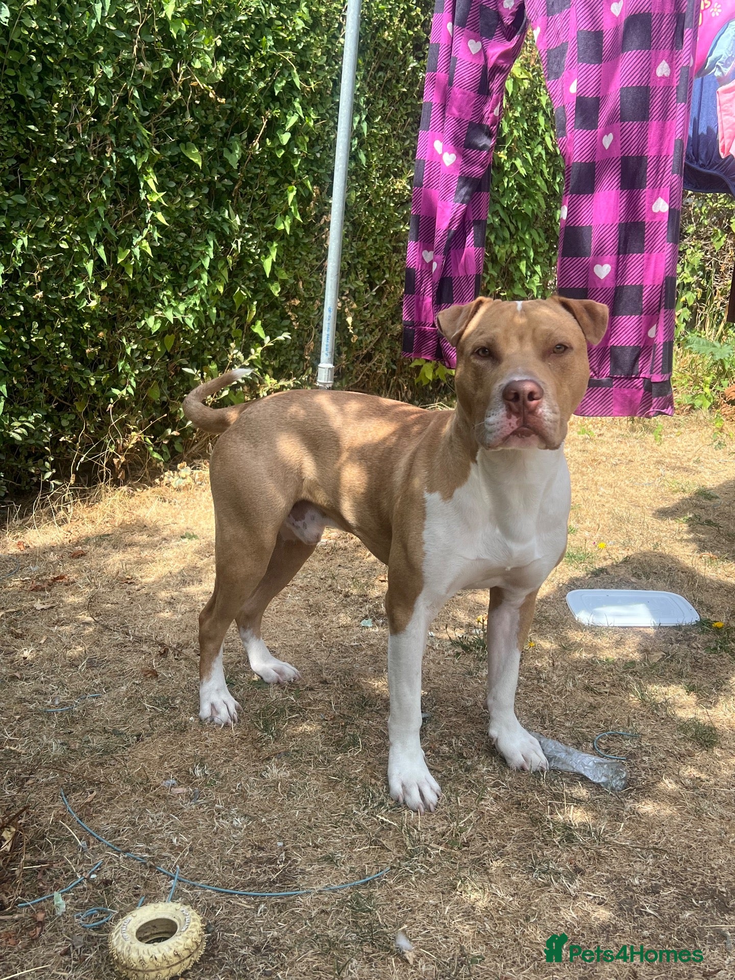 Mixed Breed dogs Male stud  - Advert 16