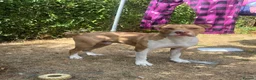 Mixed Breed dogs for stud: Male stud  in Nottingham - Advert 1
