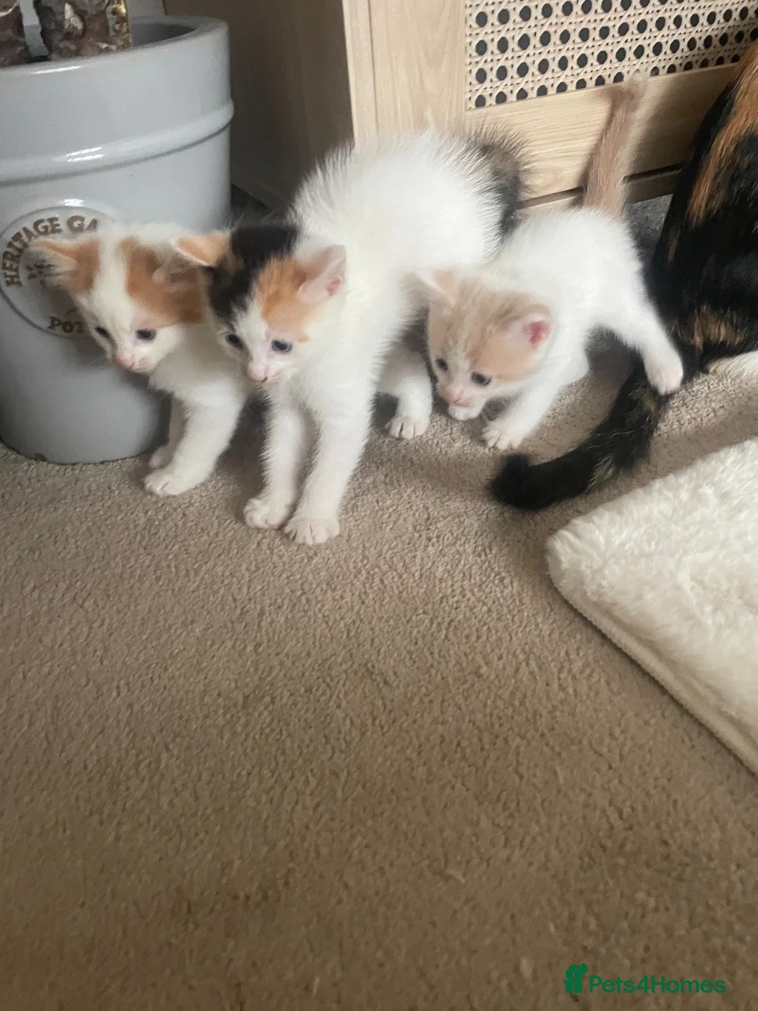 Mixed Breed cats for sale: Rag Doll Mixed Breed  in Manchester - Advert 2
