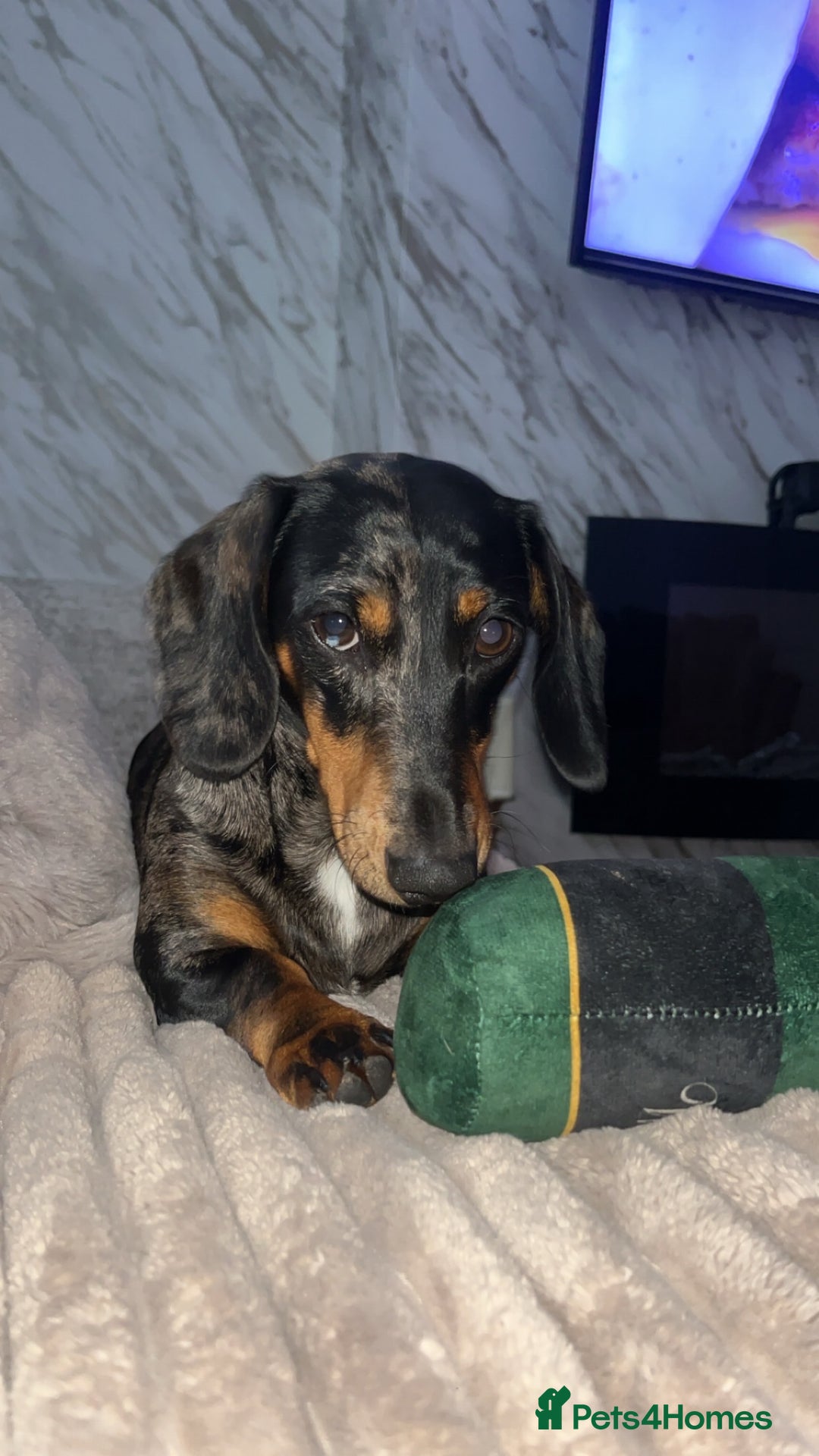 Miniature Dachshund dogs for sale: Mini Dachshund - Advert 5